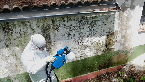 Mold Remediation service in Canton, Canton, TX